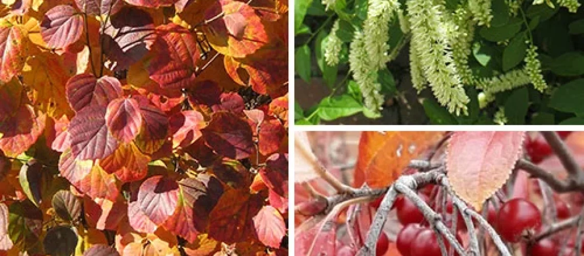 Japanese Barberry