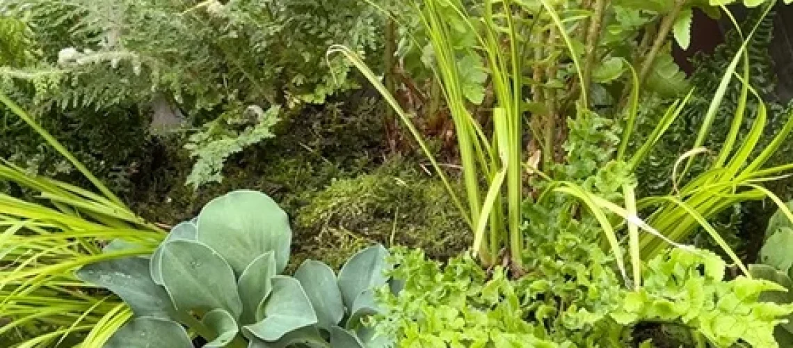fern table