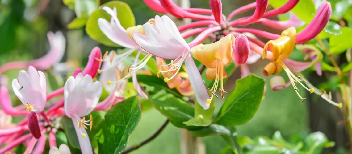 honeysuckle