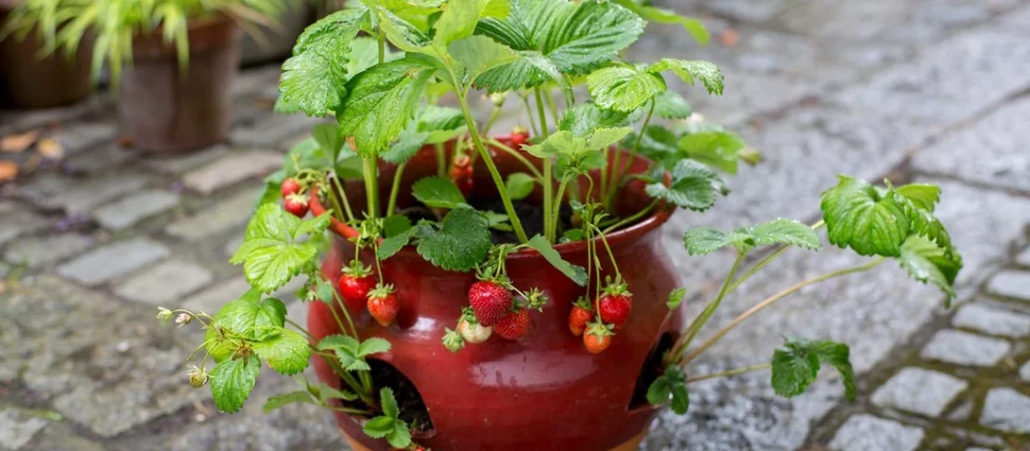 Strawberries
