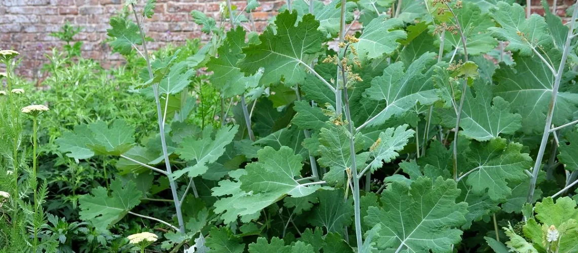 plantas invasoras