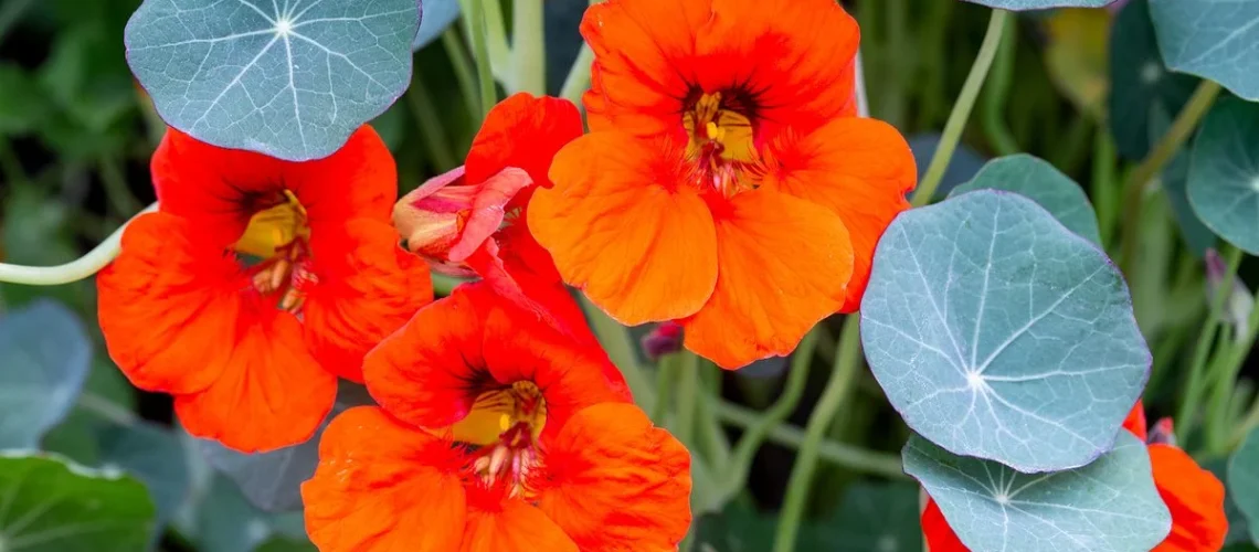 nasturtiums