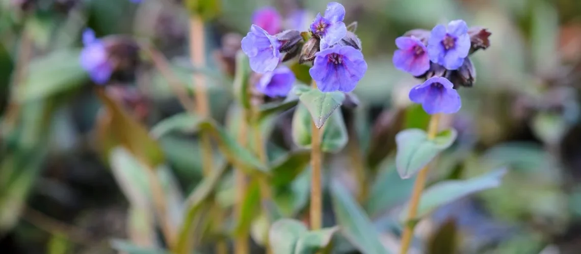 lungwort