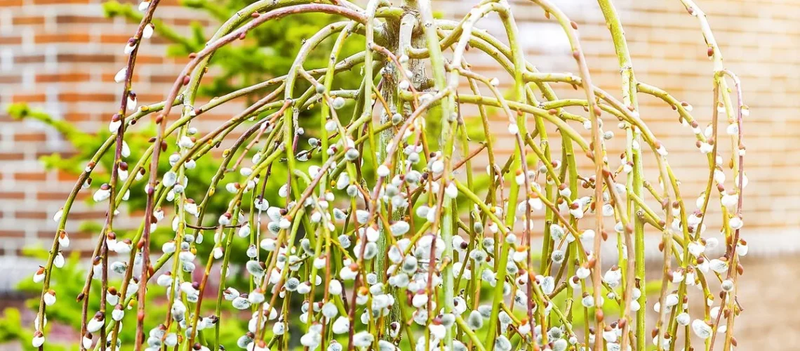 pussy willow