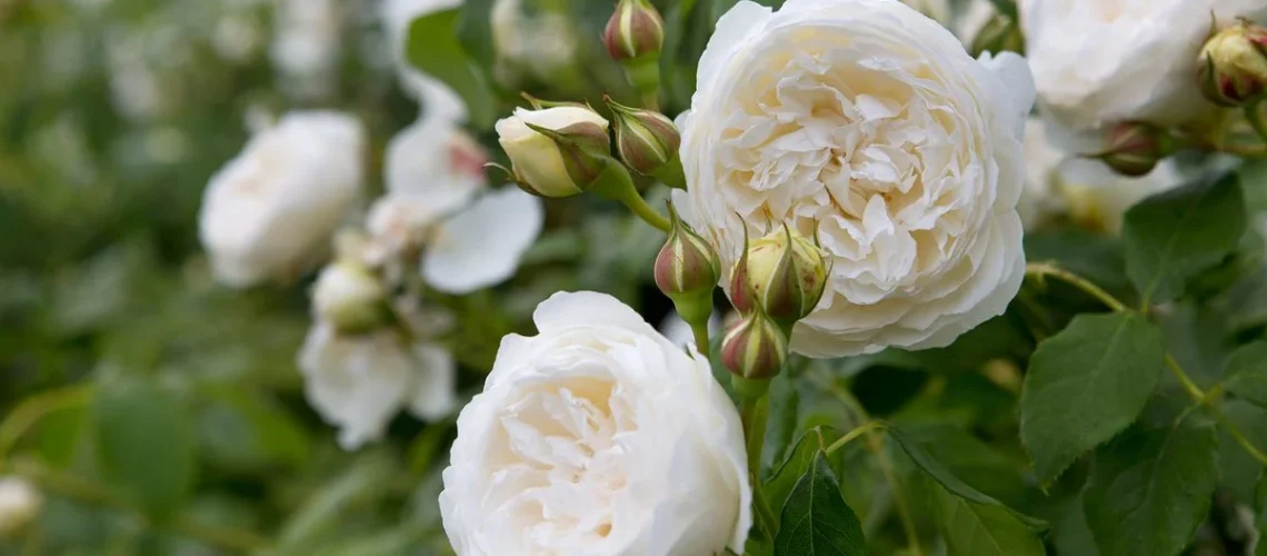 roses