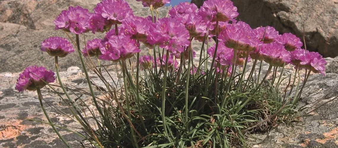jardinagem