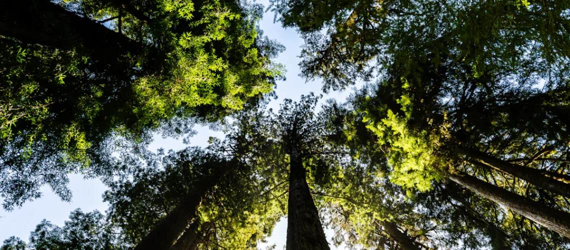 8 Jardins Botânicos brasileiros que você precisa visitar