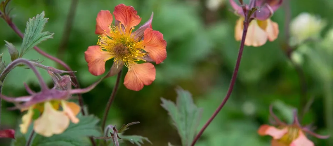 Geums