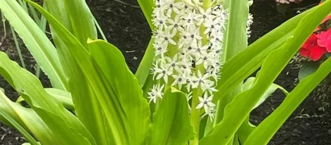 Pineapple Lily