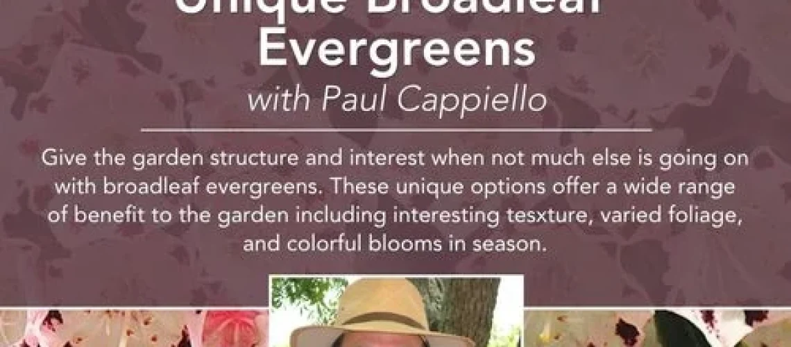 Broadleaf Evergreens