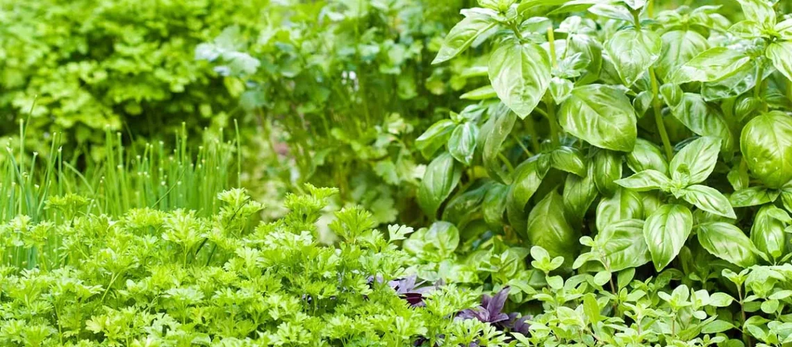 herb garden