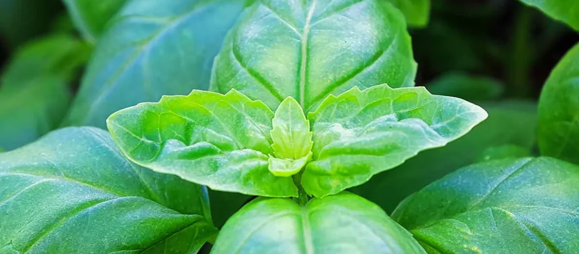 basil