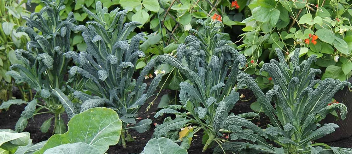 companion planting