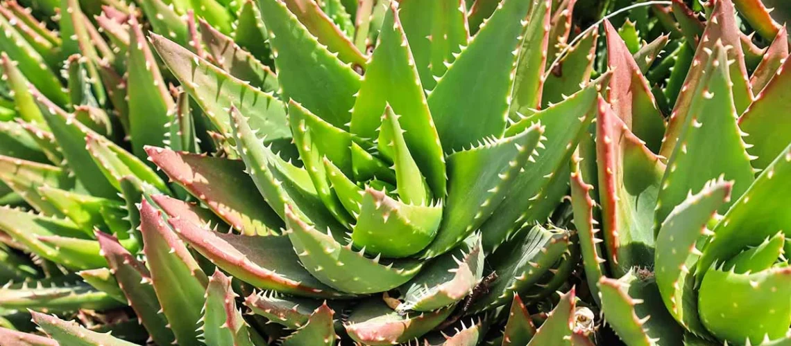 Aloe