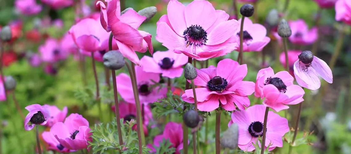 Anemone varieties