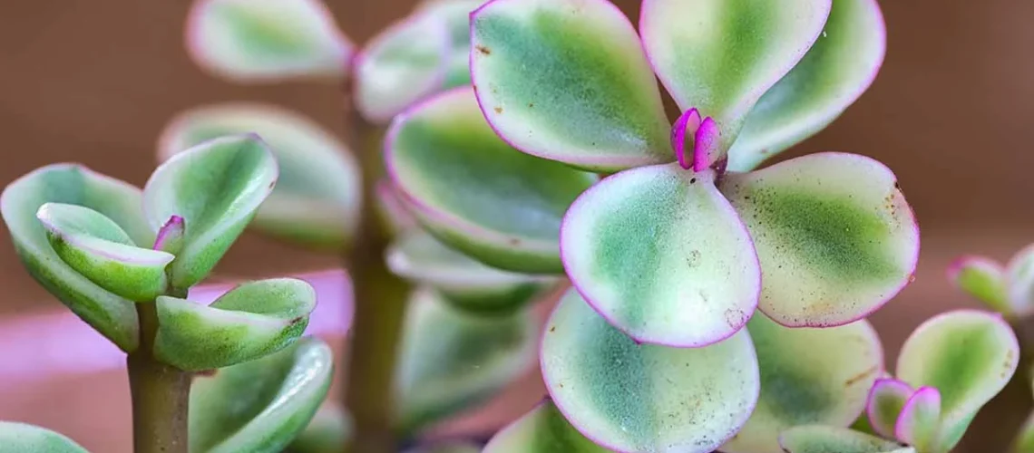 Elephant bush