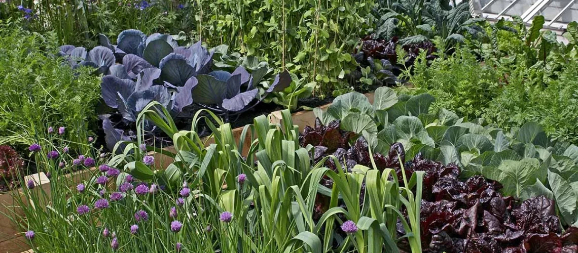 vegetable gardening