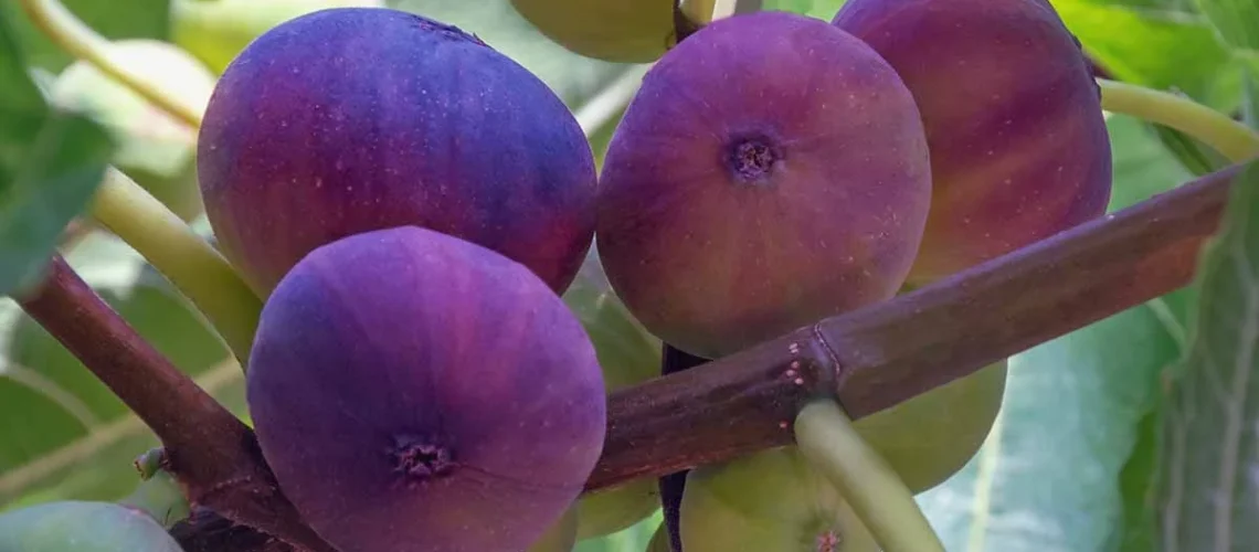 fig trees