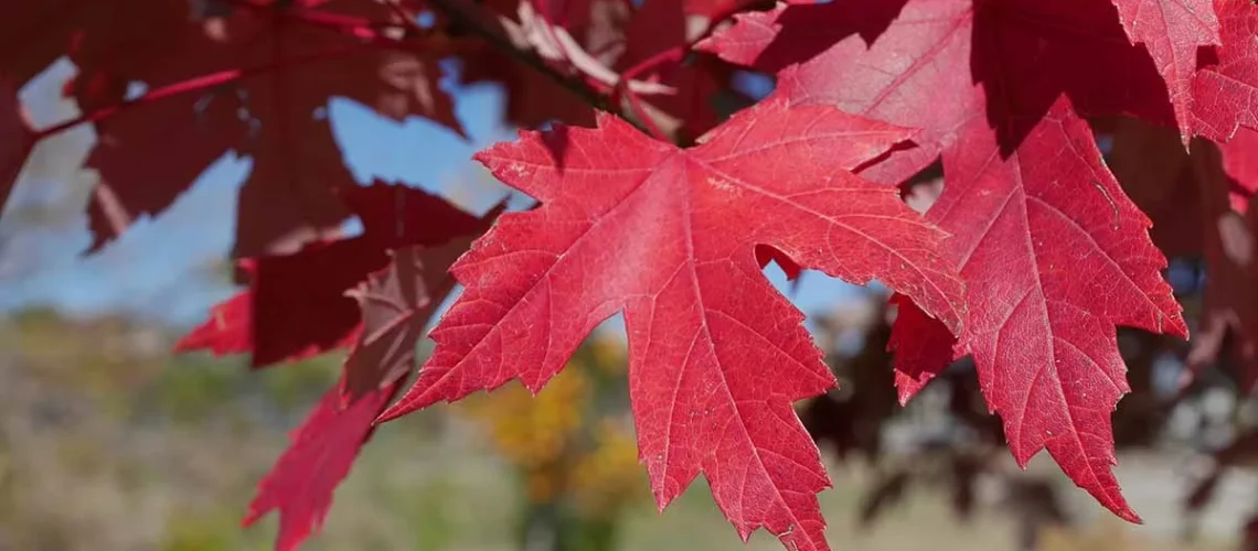 Maple trees