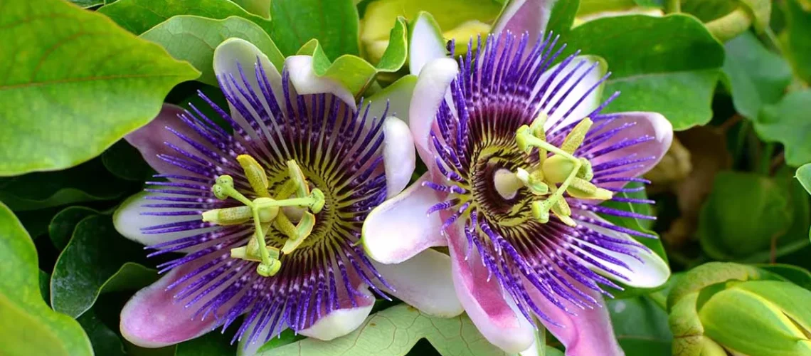 passionflower