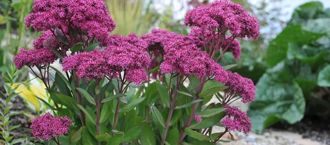Sedum