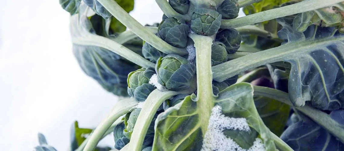 Brussels sprouts
