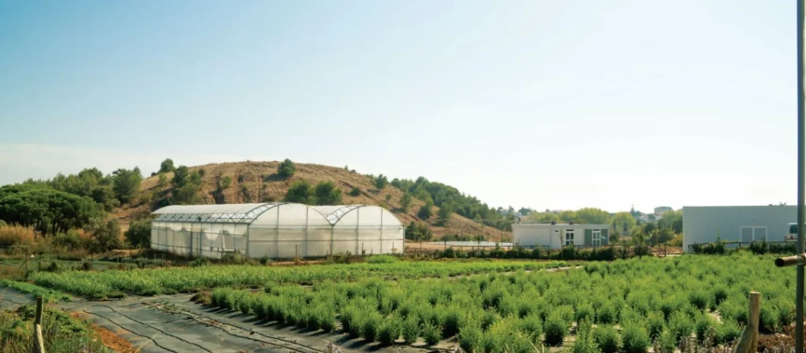 Cerplant