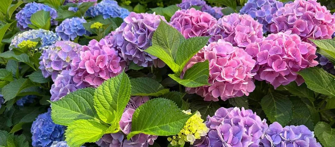hydrangeas