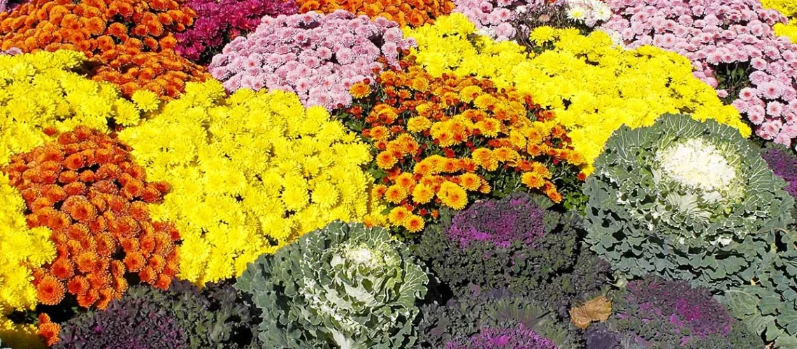 flores anuais