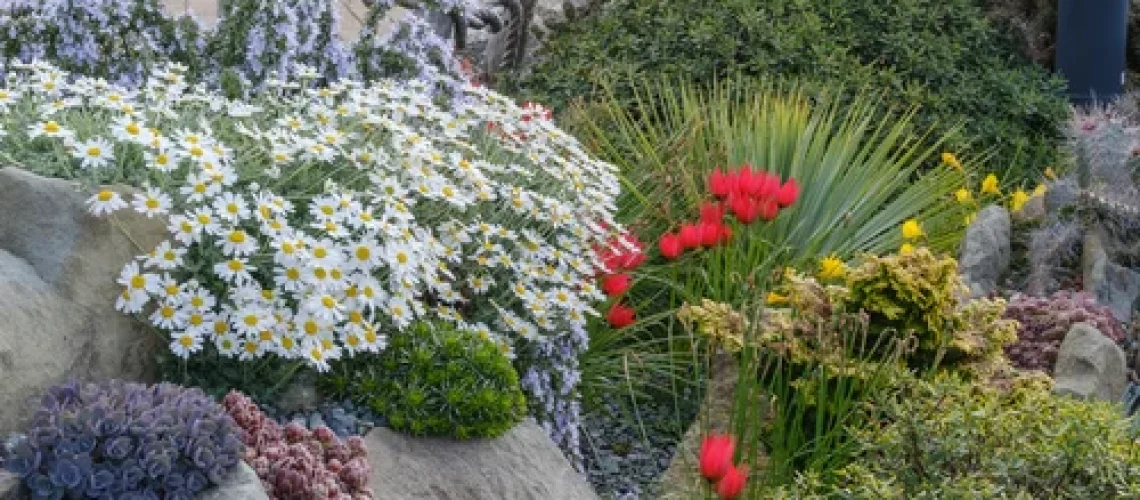 Crevice garden