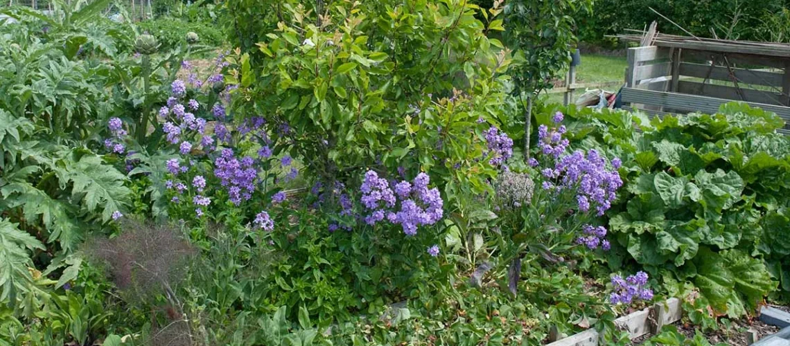 companion planting