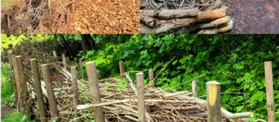 Invasive plants