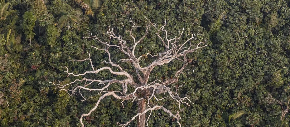 meio ambiente