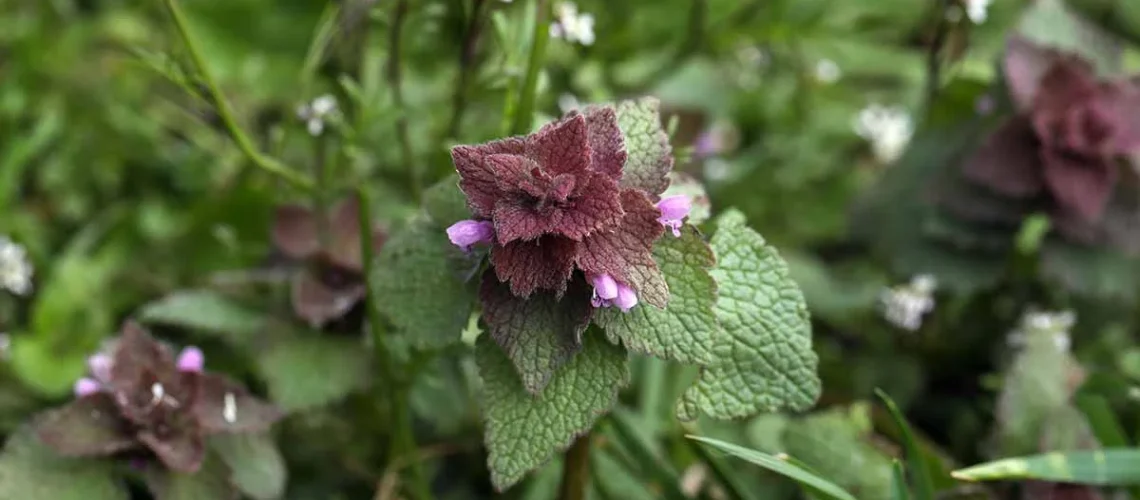 edible weeds