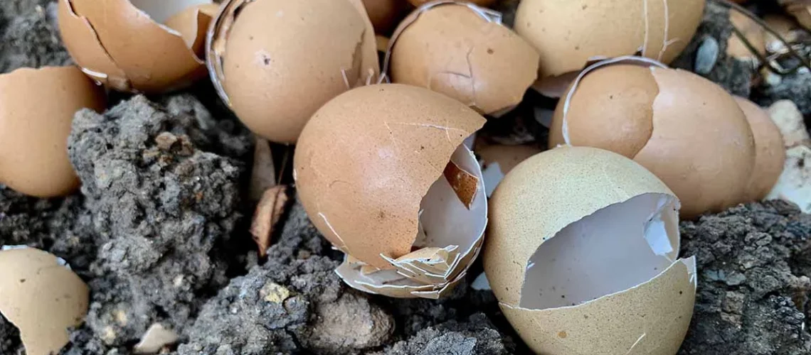 eggshells