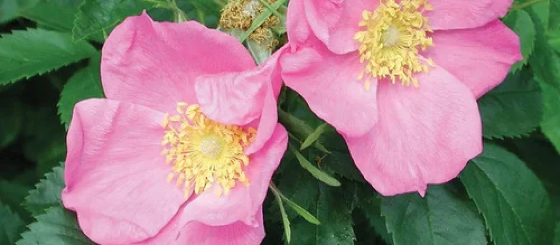 native plants