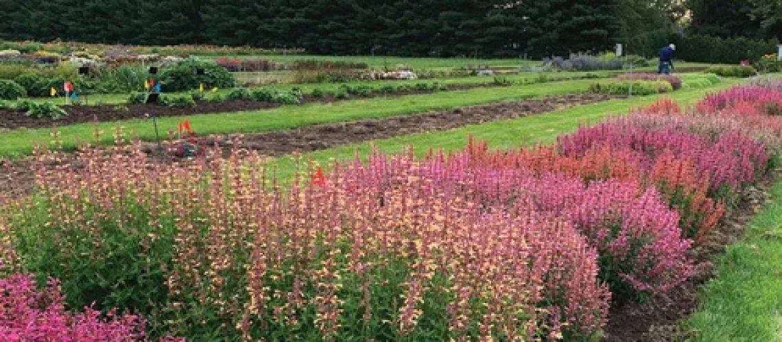 plant breeding