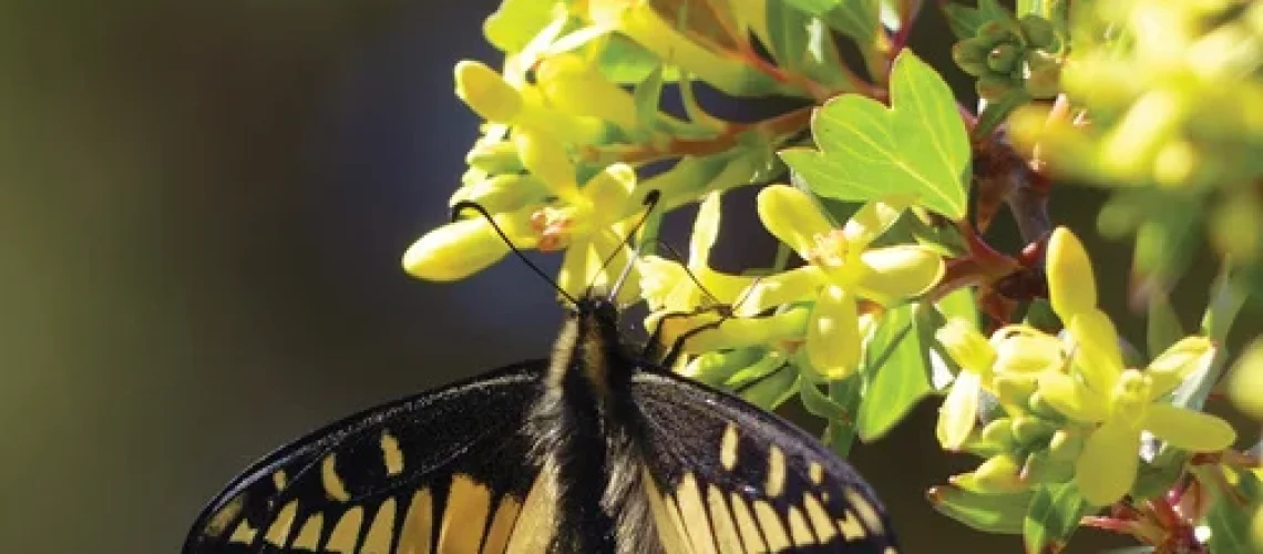 Golden Currant