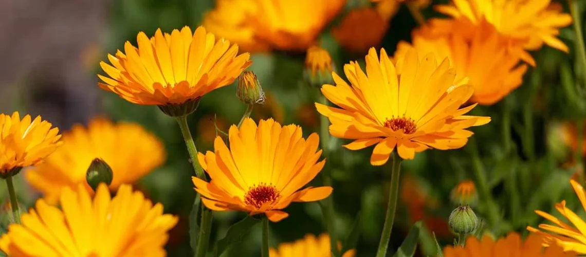 flores de outono