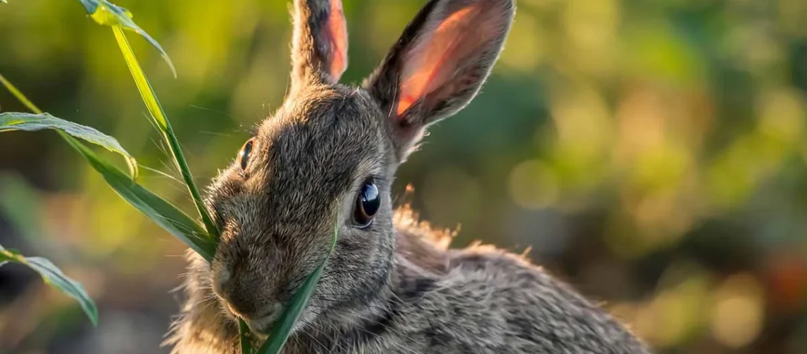 Rabbit-resistant plants