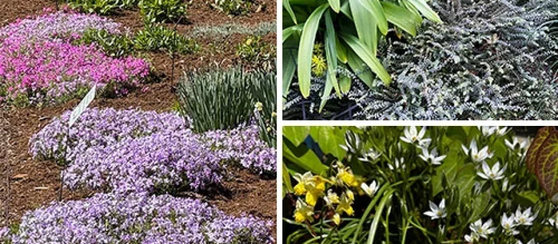 Primavera