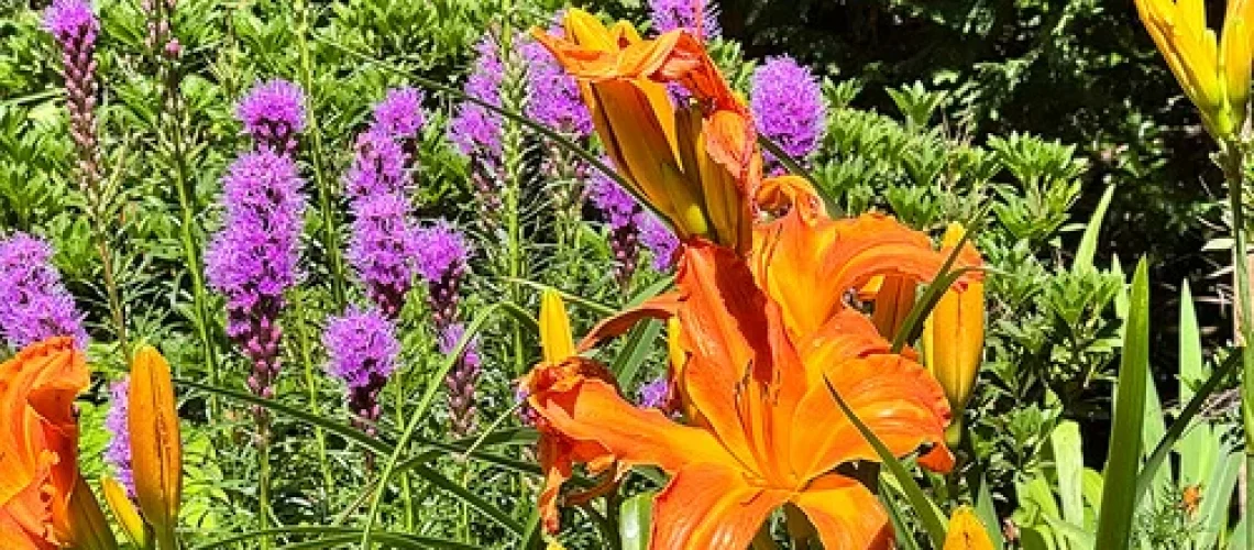 Daylilies