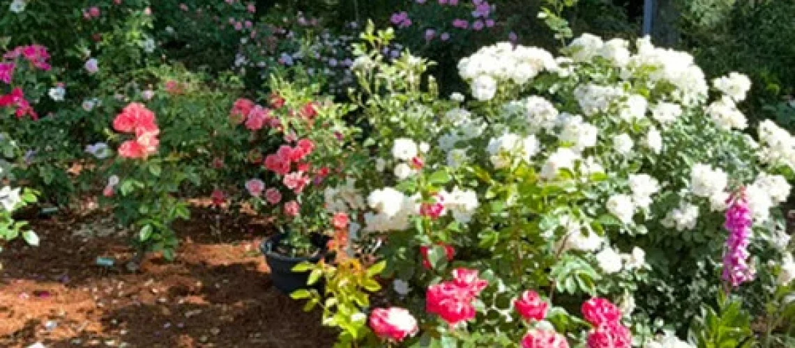 gardening