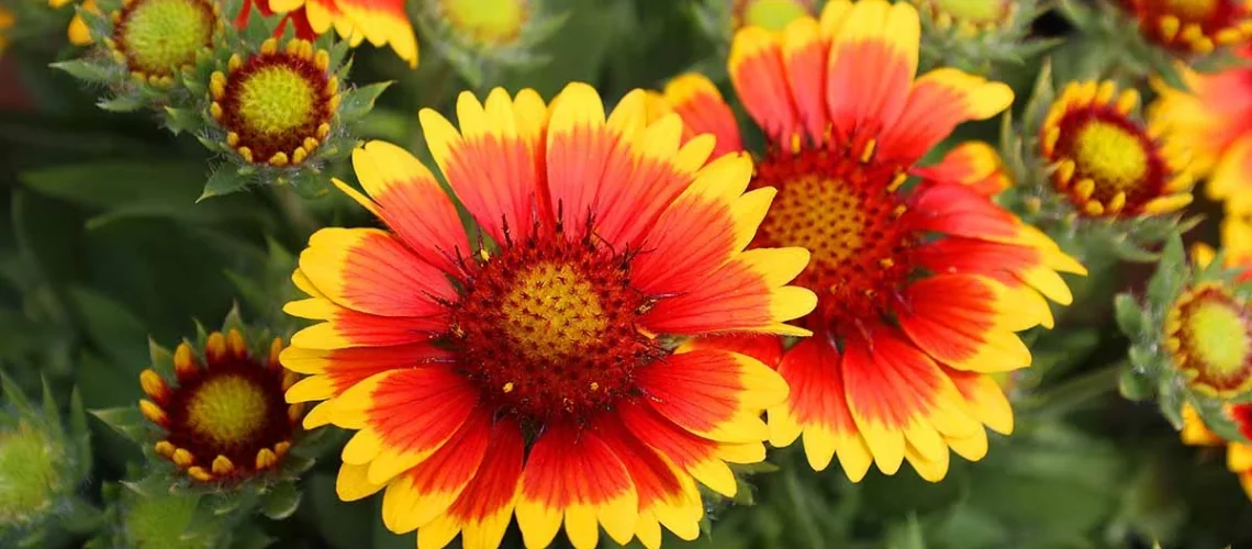 Gaillardia