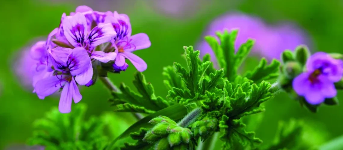 plantas