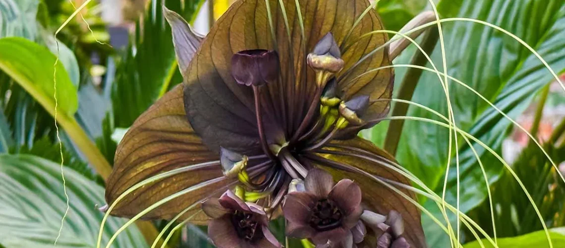 Bat flower