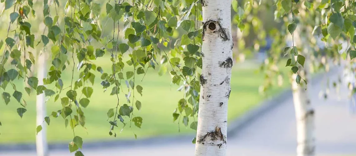 Birch trees