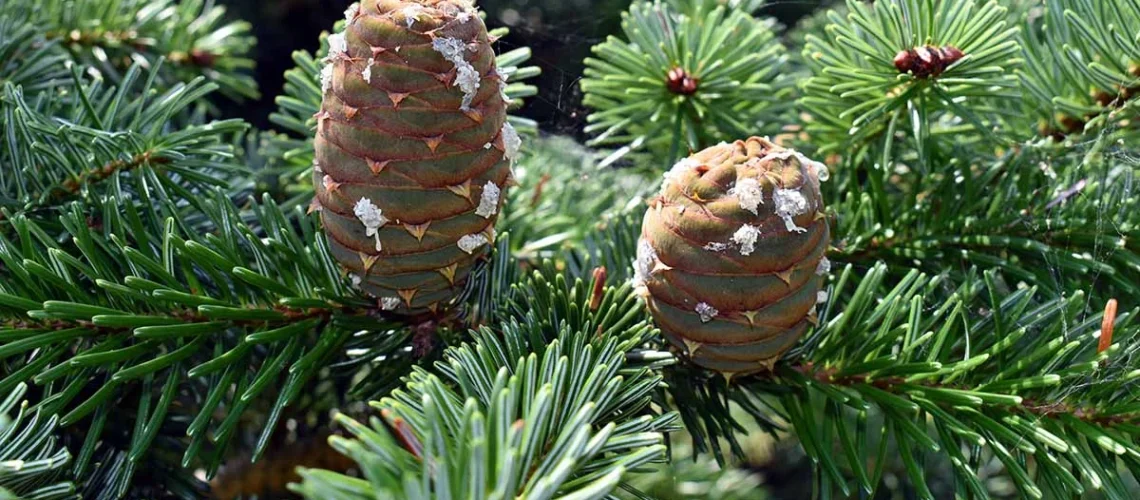 California Red Fir