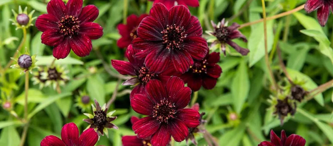Chocolate cosmos