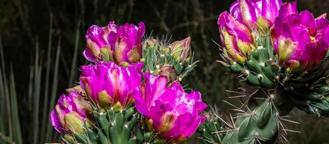 Cholla cactus